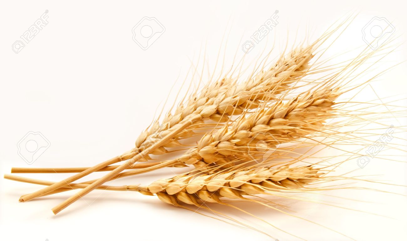 20745514-Espigas-de-trigo-aislado-en-un-fondo-blanco-Foto-de-archivo