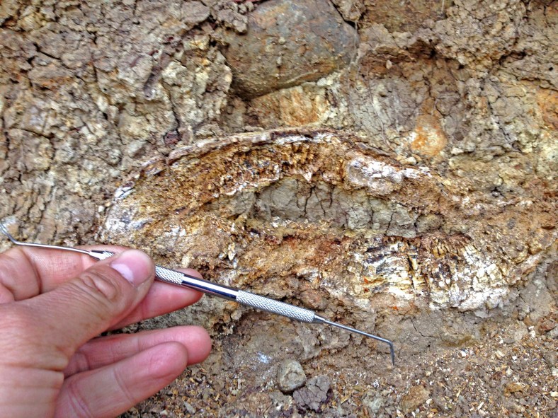 Hallazgo Gonfoterio Pupuya Julio 2016 (4) (1)aaaaaaaaaaa