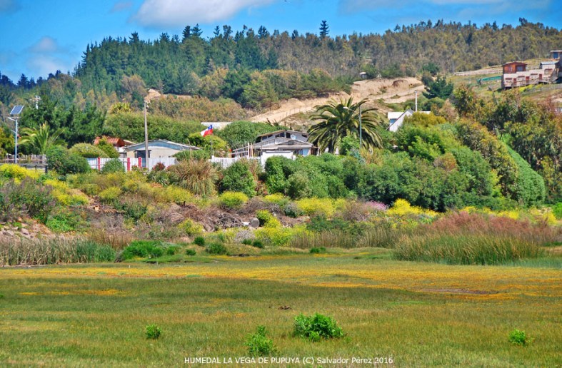 humedal-la-vega-de-pupuya